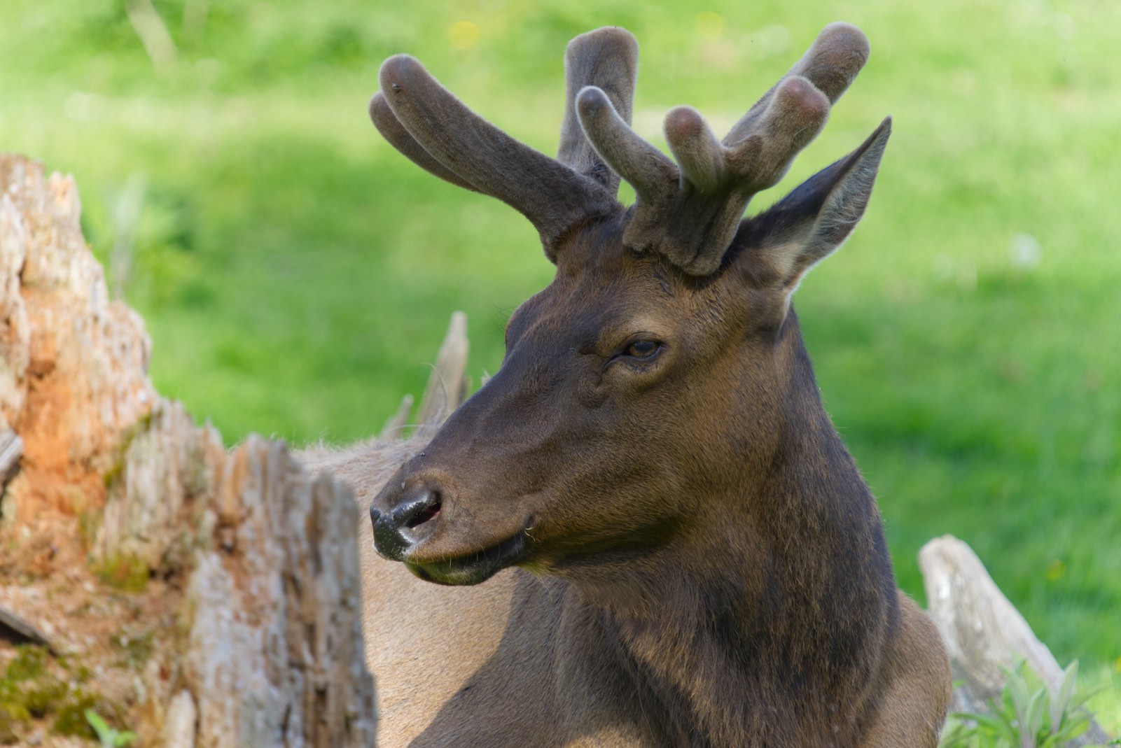 elk 5 0503